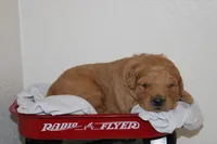 Romeo, a male Golden Retriever for sale in Hillsboro, WI – Photo 1 of 10