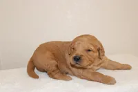 Romeo, a male Golden Retriever for sale in Hillsboro, WI – Photo 6 of 10