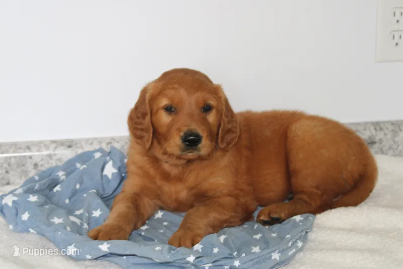 Banjo – Golden Retriever puppy for sale in Hillsboro, WI