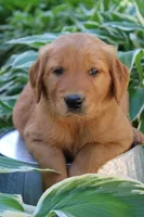 Anthem, a male Golden Retriever for sale in Hillsboro, WI – 7 of 9