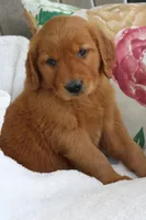 Jasmine, a female Golden Retriever for sale in Hillsboro, WI – 5 of 8