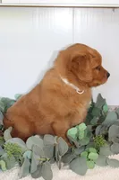 Starlight, a male Golden Retriever for sale in Hillsboro, WI – Photo 8 of 10