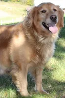 Starlight, a male Golden Retriever for sale in Hillsboro, WI – Photo 9 of 10
