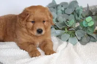 Starlight, a male Golden Retriever for sale in Hillsboro, WI – Photo 1 of 10