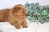 Starlight, a male Golden Retriever for sale in Hillsboro, WI – Photo 6 of 10