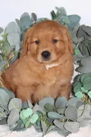 Starlight, a male Golden Retriever for sale in Hillsboro, WI – Photo 2 of 10
