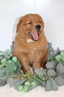 Starlight, a male Golden Retriever for sale in Hillsboro, WI – Photo 5 of 10