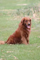 Starlight, a male Golden Retriever for sale in Hillsboro, WI – Photo 10 of 10
