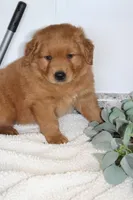 Starlight, a male Golden Retriever for sale in Hillsboro, WI – Photo 7 of 10
