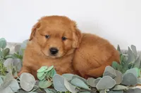 Starlight, a male Golden Retriever for sale in Hillsboro, WI – Photo 3 of 10