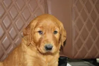 Star, a male Golden Retriever for sale in Hillsboro, WI – 8 of 10