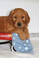 Banjo, a male Golden Retriever for sale in Hillsboro, WI – 6 of 10