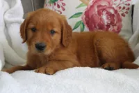 Jasmine, a female Golden Retriever for sale in Hillsboro, WI – 3 of 8