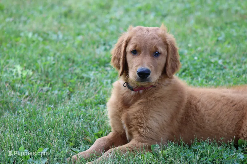 Banjo – Golden Retriever puppy for sale in Hillsboro, WI