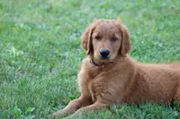 Banjo (SOLD), a male Golden Retriever for sale in Hillsboro, WI – 2 of 10