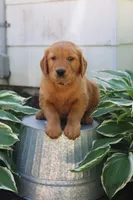 Anthem, a male Golden Retriever for sale in Hillsboro, WI – 2 of 9