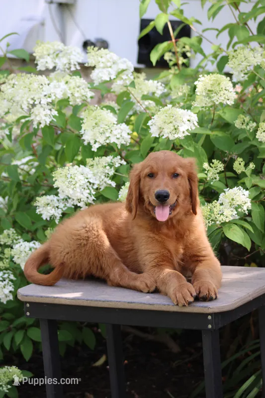 Banjo (SOLD) – Golden Retriever puppy for sale in Hillsboro, WI
