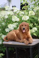 Banjo (SOLD), a male Golden Retriever for sale in Hillsboro, WI – 1 of 10