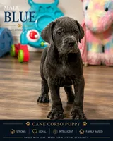 Blue , a male Cane Corso for sale in Deerfield Beach, FL – 3 of 6