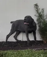 Blue, a female Cane Corso for sale in Deerfield Beach, FL – 4 of 4