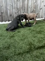 Lila , a female Cane Corso for sale in Deerfield Beach, FL – 4 of 6