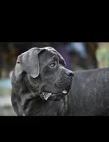 Blue , a male Cane Corso for sale in Deerfield Beach, FL – 6 of 6