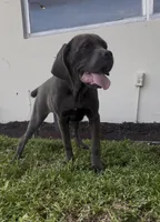 Blue, a female Cane Corso for sale in Deerfield Beach, FL – 3 of 4