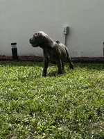 Lina , a female Cane Corso for sale in Deerfield Beach, FL – 3 of 3