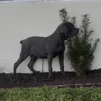 Blue, a female Cane Corso for sale in Deerfield Beach, FL – 2 of 4