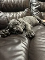 Lila , a female Cane Corso for sale in Deerfield Beach, FL – 5 of 6