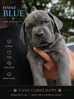 Blue , a male Cane Corso for sale in Deerfield Beach, FL – 2 of 6