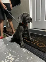 North, a female Cane Corso for sale in Deerfield Beach, FL – 4 of 4