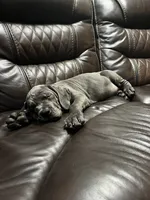 Jlo, a female Cane Corso for sale in Deerfield Beach, FL – 4 of 5