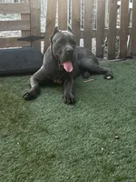 Jlo, a female Cane Corso for sale in Deerfield Beach, FL – 5 of 5