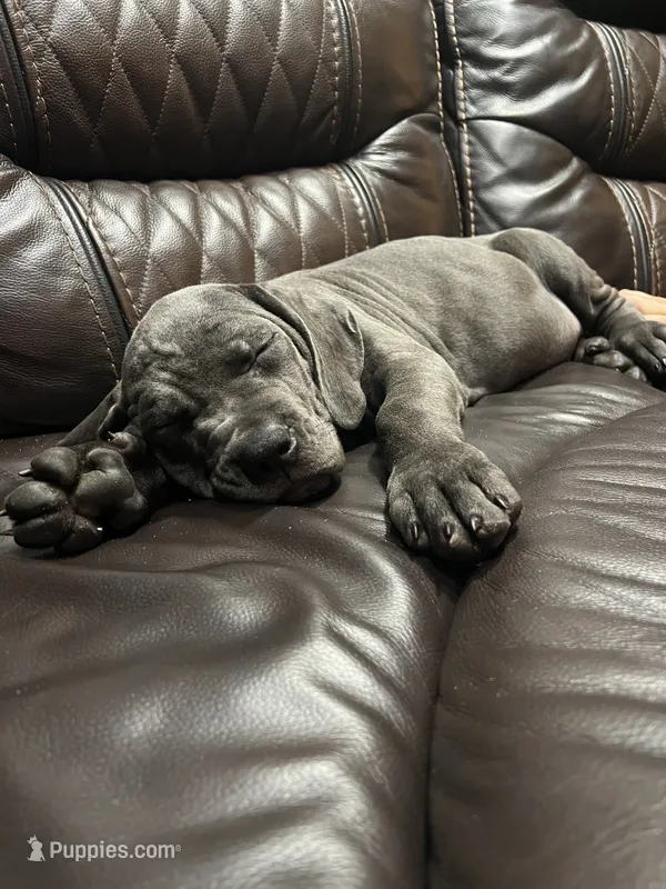Jlo – Cane Corso puppy for sale in Deerfield Beach, FL