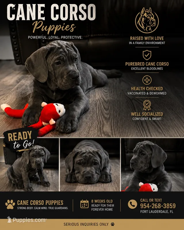 North – Cane Corso puppy for sale in Deerfield Beach, FL