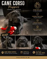 North, a female Cane Corso for sale in Deerfield Beach, FL – 1 of 3