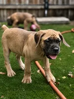 Canelo , a male Cane Corso for sale in Deerfield Beach, FL – 2 of 3