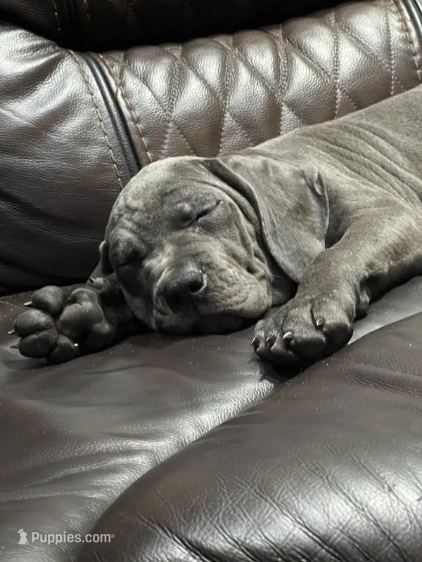 Lila  – Cane Corso puppy for sale in Deerfield Beach, FL