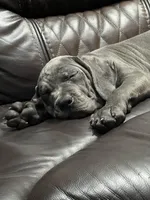 Lila , a female Cane Corso for sale in Deerfield Beach, FL – 3 of 6