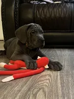 North, a female Cane Corso for sale in Deerfield Beach, FL – 3 of 3