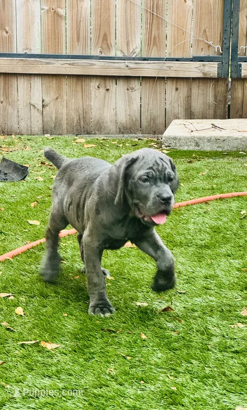 Blue  – Cane Corso puppy for sale in Deerfield Beach, FL