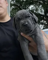 Blue , a male Cane Corso for sale in Deerfield Beach, FL – 4 of 6