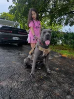 North, a female Cane Corso for sale in Deerfield Beach, FL – 2 of 3