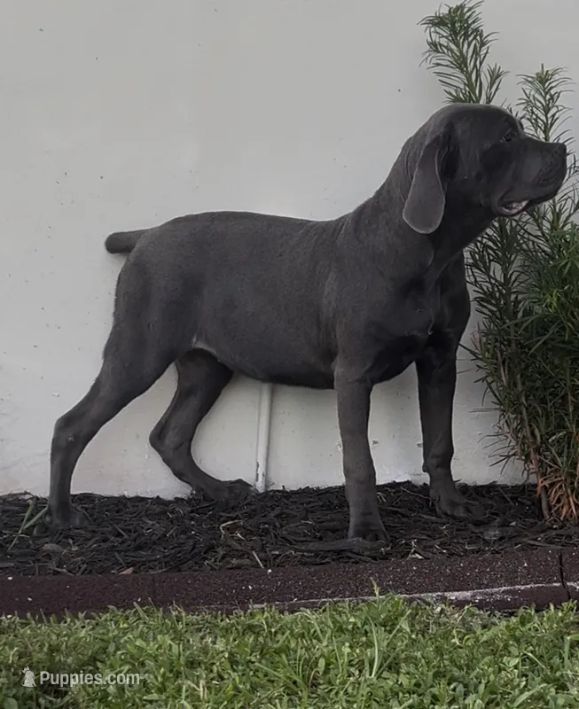 Blue – Cane Corso puppy for sale in Deerfield Beach, FL