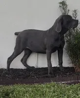 Blue, a female Cane Corso for sale in Deerfield Beach, FL – 1 of 4