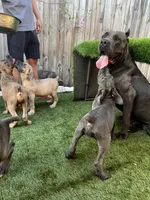 Lila , a female Cane Corso for sale in Deerfield Beach, FL – 6 of 6