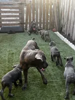 Lila , a female Cane Corso for sale in Deerfield Beach, FL – 2 of 6