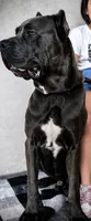 Canelo , a male Cane Corso for sale in Deerfield Beach, FL – 3 of 3