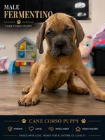 Canelo , a male Cane Corso for sale in Deerfield Beach, FL – 1 of 3